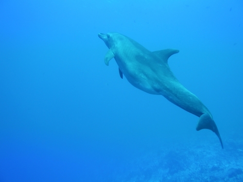 Common Bottlenose Dolphin