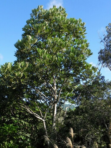 Plerandra gabriellae