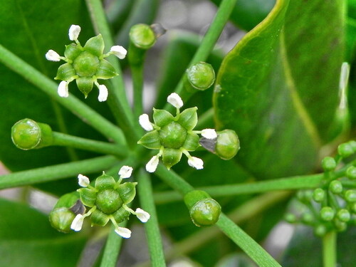 Plerandra crassipes