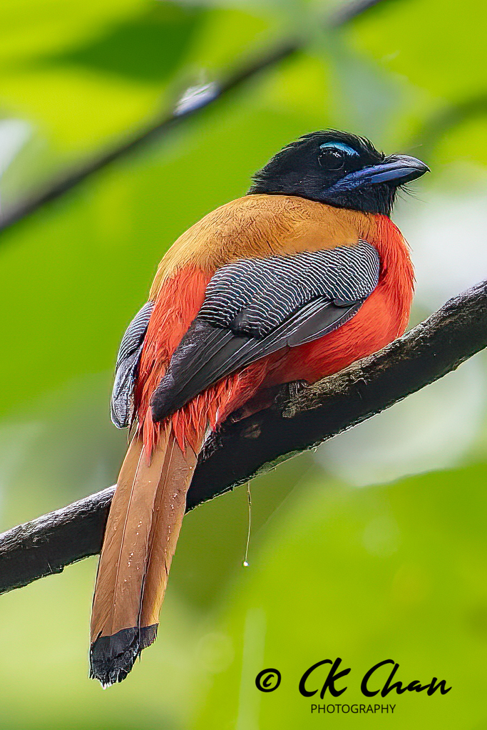 Scarlet-rumped Trogon (Harpactes duvaucelii) photo