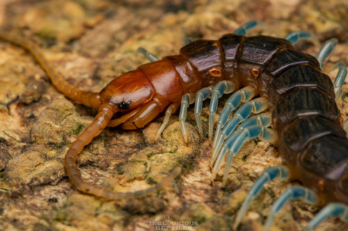 Otostigmus scaber Porat, 1876