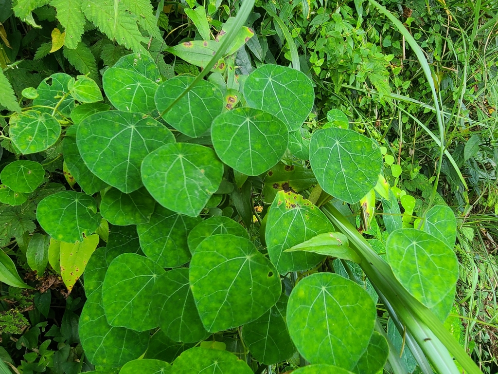 Bình vôi hoa đầu (Stephania cephalantha)