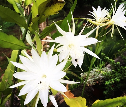 Epiphyllum phyllanthus · iNaturalist