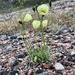 Lapland Poppy - Photo (c) Lettie, all rights reserved, uploaded by Lettie