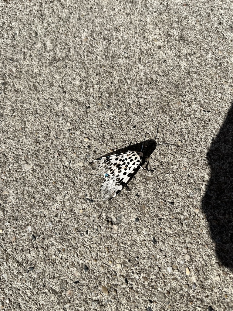 Giant Leopard Moth from N Main St, Bel Air, MD, US on July 11, 2022 at ...