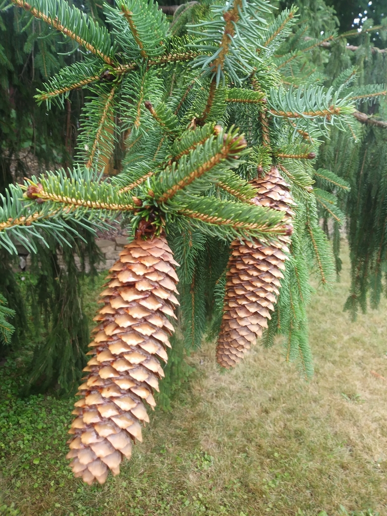 Picea abies