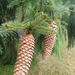 Norway Spruce - Photo (c) K Raymond, all rights reserved, uploaded by K Raymond