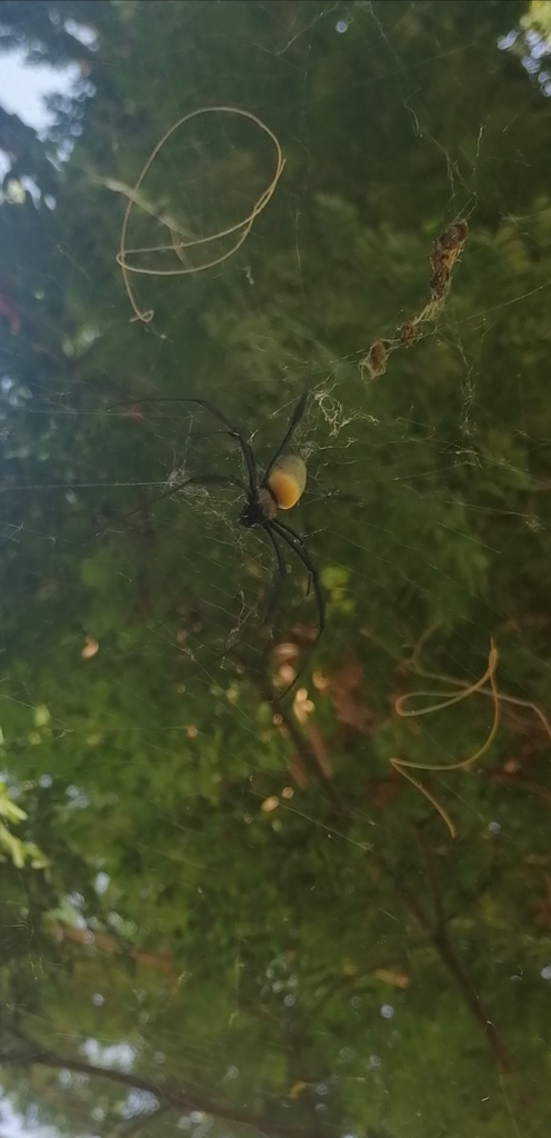 Hairy Golden Orb-weaving Spider from 24 Clearview Estates, 75 Hekpoort ...