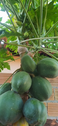 Papaya