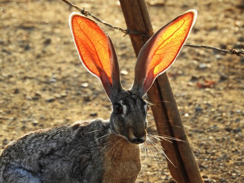 Antelope Jackrabbit