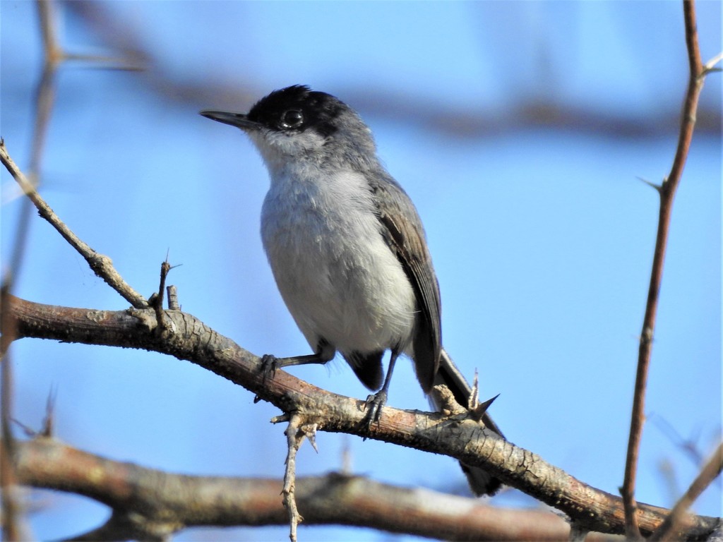 Black-capped gnatcatcher - Wikipedia