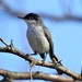 Black-capped Gnatcatcher - Photo (c) Sierra Eco, all rights reserved, uploaded by Sierra Eco