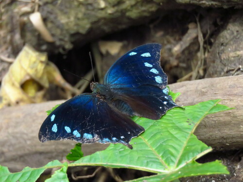 Pale-spotted Leafwing