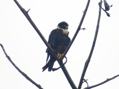 Falco rufigularis image