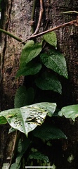 Anthurium clidemioides image