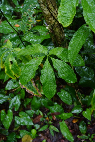 Anthurium pentaphyllum image