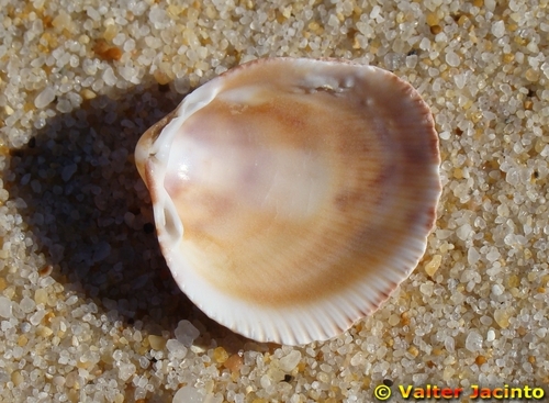 Norwegian Egg Cockle