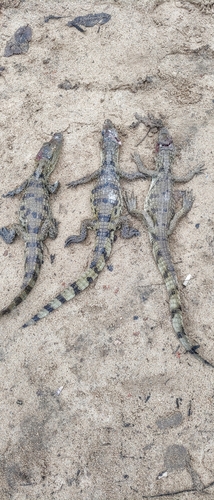 Spectacled Caiman