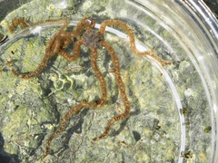 Amphiodia occidentalis image