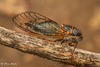 Wing-tapping Cicadas - Photo (c) Alice Abela, all rights reserved