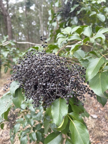 Polyscias elegans (C.Moore & F.Muell.) Harms