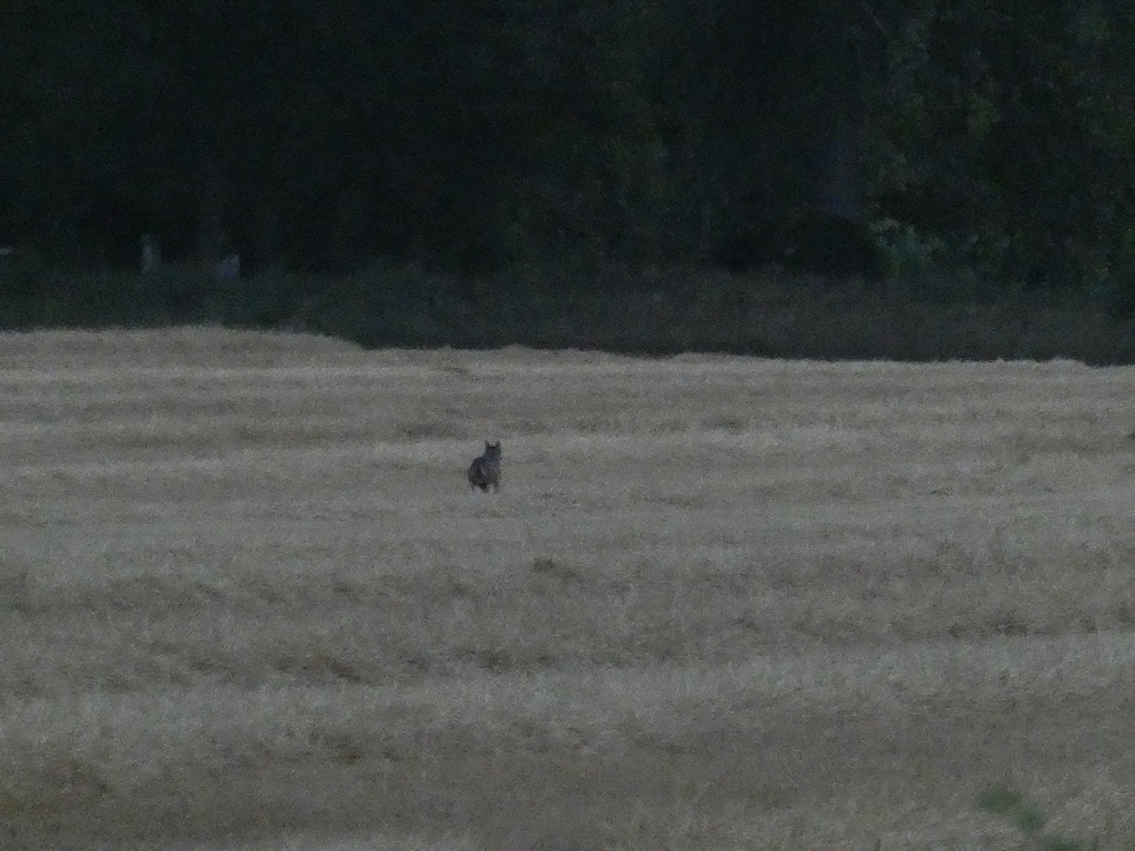 Italian Wolf in July 2022 by nicola scatassi · iNaturalist