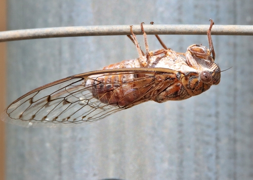 Cicada barbara
