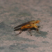 Scatomyza scybalaria - Photo 由 小铖/Smalltown 所上傳的 (c) 小铖/Smalltown，保留所有權利