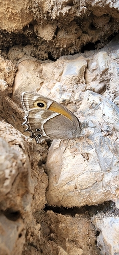 Hyponephele wagneri