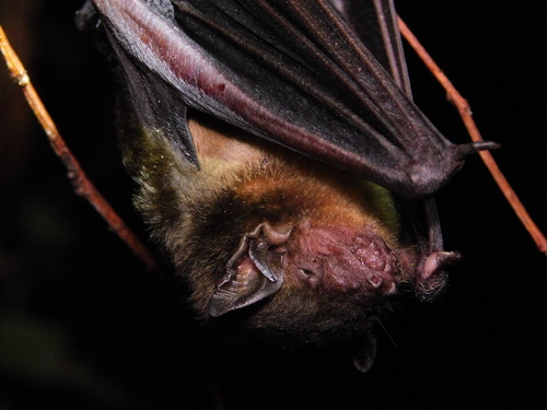Sody's Yellow House Bat (Scotophilus collinus) — Least Concern Mammalia