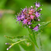 Saussurea americana - Photo (c) Wendy Feltham, todos os direitos reservados, uploaded by Wendy Feltham