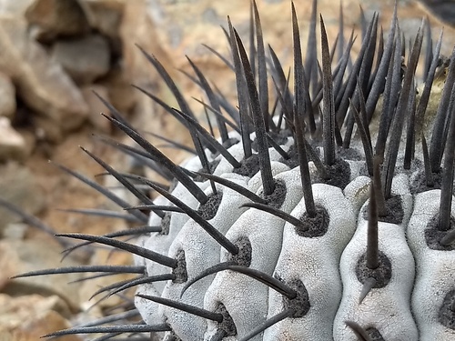 Copiapoa cinerea ssp. cinerea