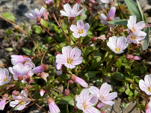 Claytonia sarmentosa C.A.Mey.