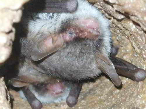 Escalera's mouse-eared bat