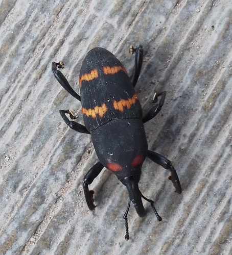 Cactus Weevil