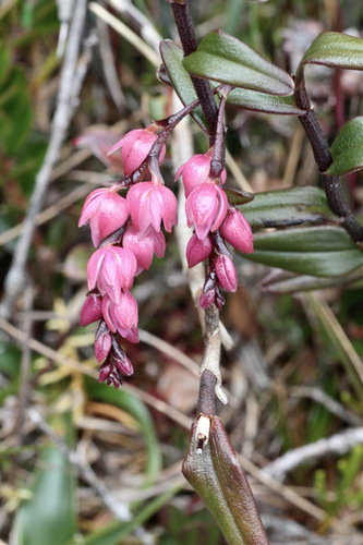 Epidendrum montigenum