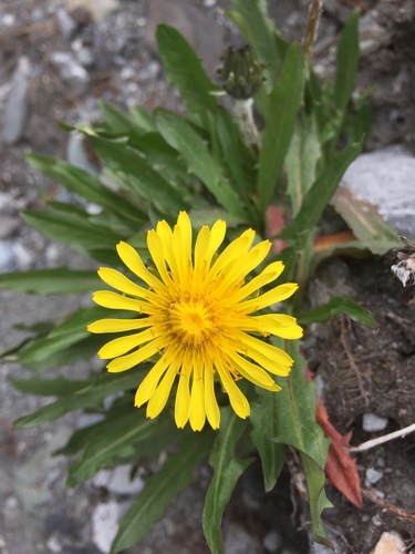 northern dandelion (Taraxacum phymatocarpum)