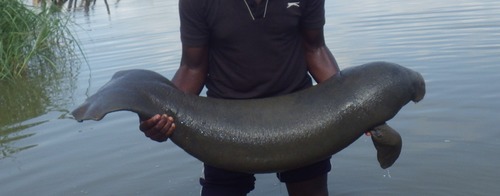 African Manatee