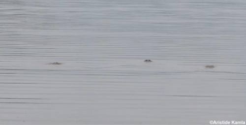 African Manatee
