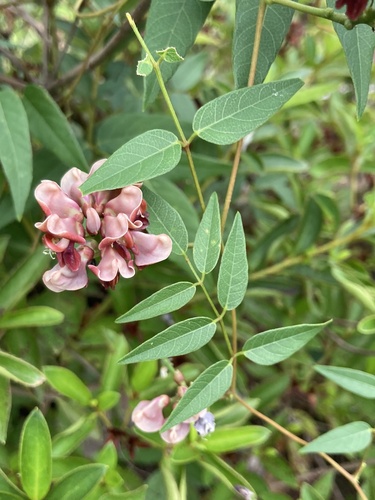 Apios americana