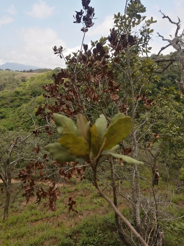 Quercus aristata