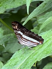 Adelpha basiloides image