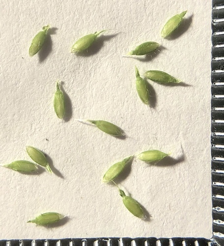 broadleaf carpetgrass