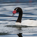 Black-necked Swan - Photo (c) Mason Maron, all rights reserved, uploaded by Mason Maron