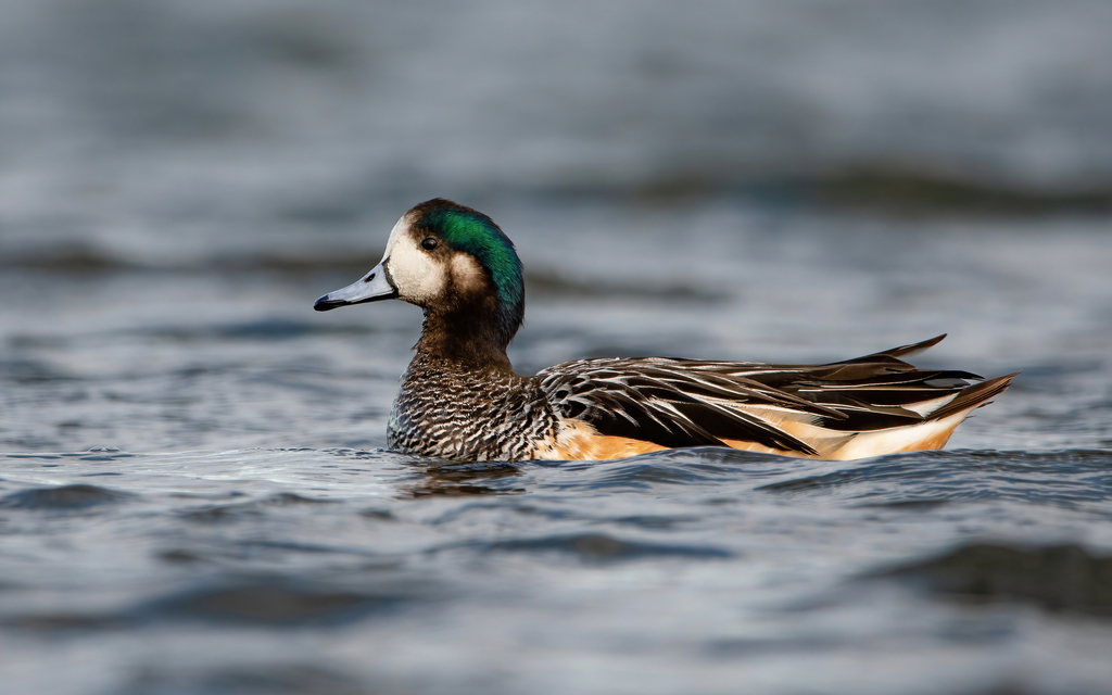 Chiloe Wigeon photo