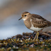 Rufous-chested Dotterel - Photo (c) Mason Maron, all rights reserved, uploaded by Mason Maron