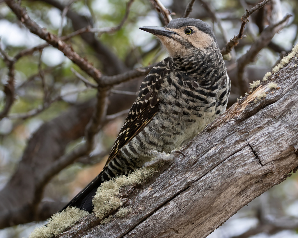 Chilean Flicker photo