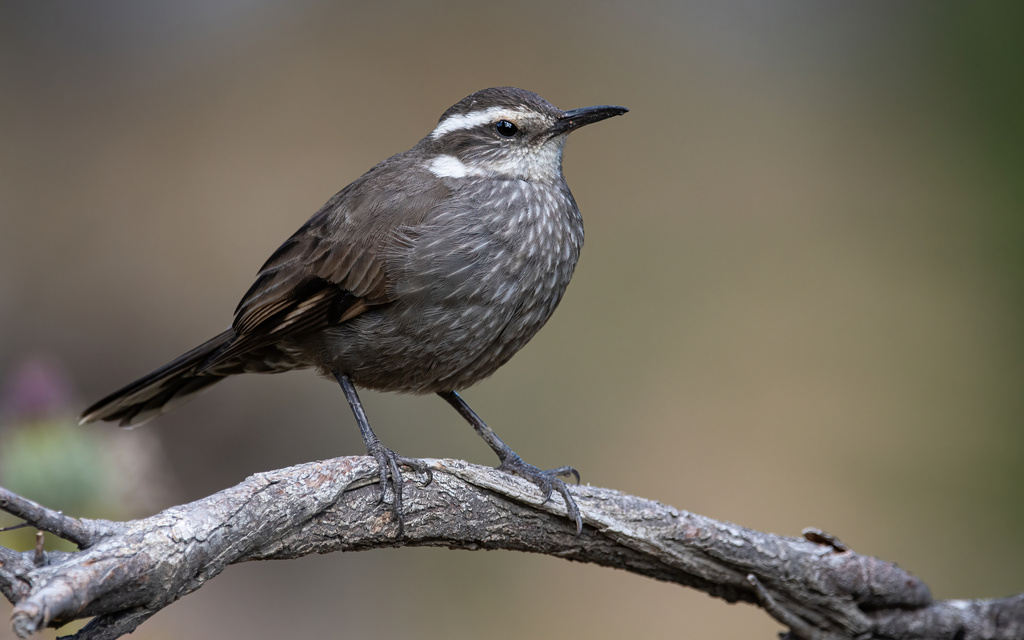 Dark-bellied Cinclodes photo