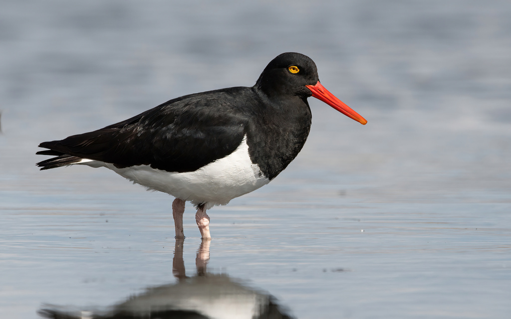 Magellanic Oystercatcher (Haematopus leucopodus) photo