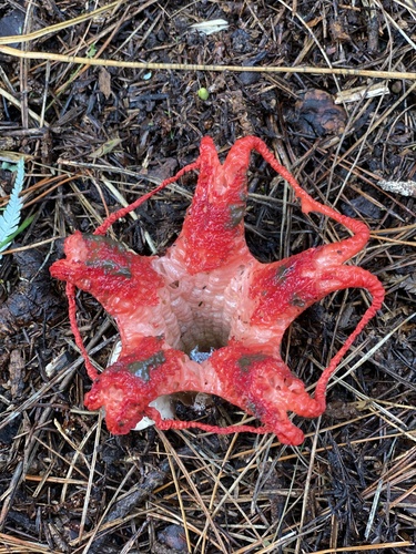devil's-fingers